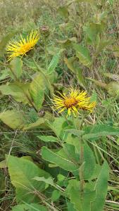 <i>Inula helenium</i>