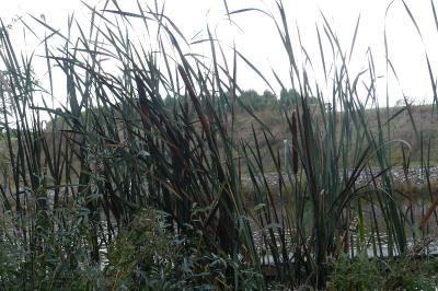 <i>Typha latifolia</i>