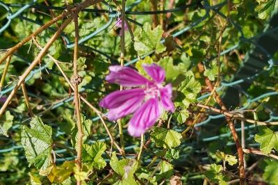 <i>Malva sylvestris</i>
