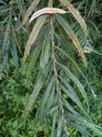 <i>Salix viminalis</i>