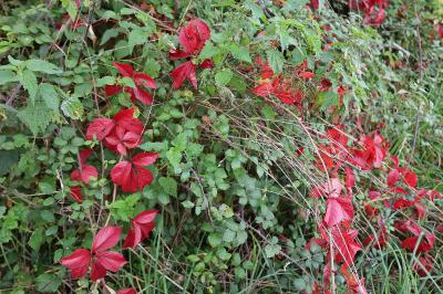 <i>Parthenocissus quinquefolia</i>