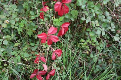 <i>Parthenocissus quinquefolia</i>