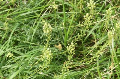 <i>Reseda lutea</i>