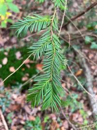 <i>Taxus baccata</i>
