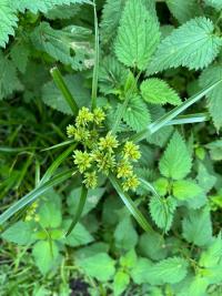 <i>Cyperus eragrostis</i>