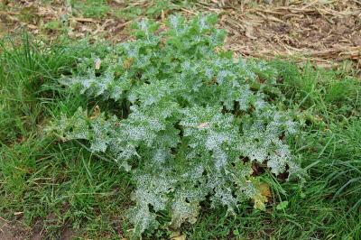 <i>Silybum marianum</i>