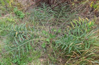 <i>Cirsium eriophorum</i>