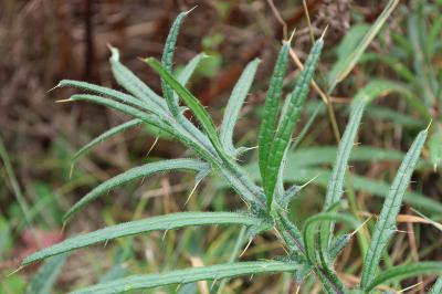 <i>Cirsium eriophorum</i>