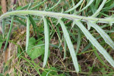 <i>Cirsium eriophorum</i>