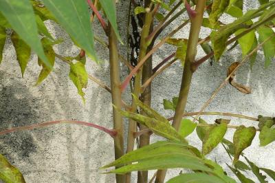 <i>Ailanthus altissima</i>