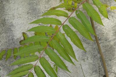<i>Ailanthus altissima</i>