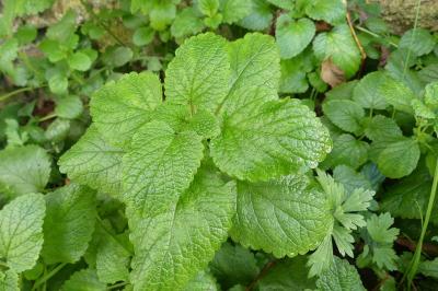 <i>Melissa officinalis</i>
