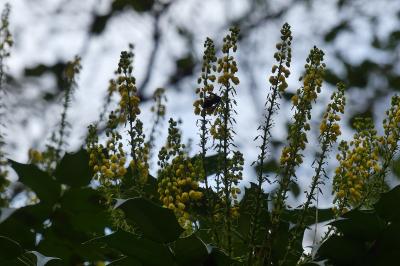 <i>Berberis aquifolium</i>