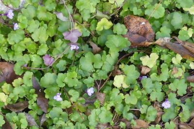 <i>Cymbalaria muralis</i>