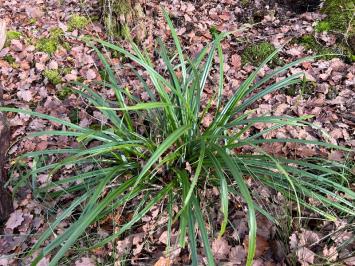 <i>Carex pendula</i>