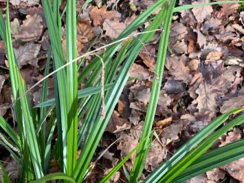 <i>Carex pendula</i>