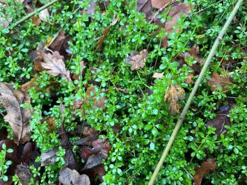 <i>Galium palustre</i>