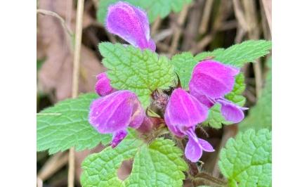 <i>Lamium maculatum</i>