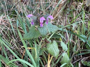 <i>Lamium maculatum</i>