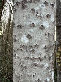 <i>Populus alba</i>