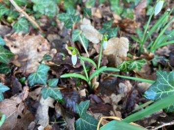 <i>Galanthus nivalis</i>