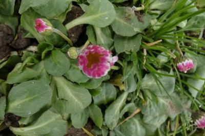 <i>Bellis perennis</i>