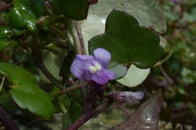 <i>Cymbalaria muralis</i>