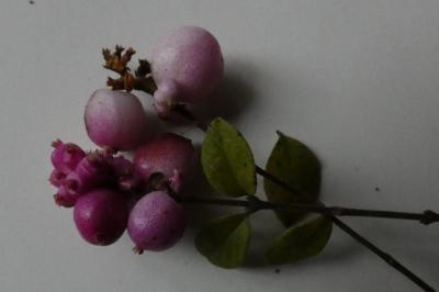 <i>Symphoricarpos albus</i>