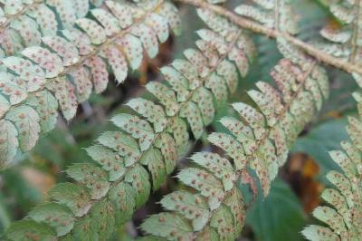 <i>Polystichum setiferum</i>