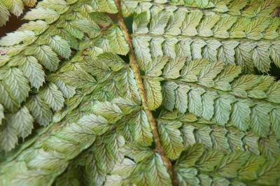 <i>Polystichum setiferum</i>