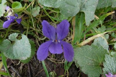 <i>Viola</i>