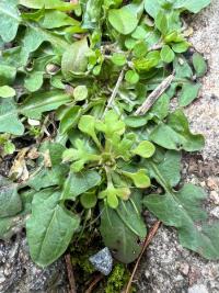 <i>Saxifraga tridactylites</i>