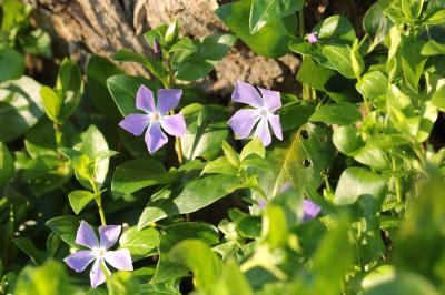 <i>Vinca major</i>