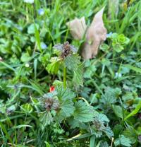 <i>Lamium hybridum</i>
