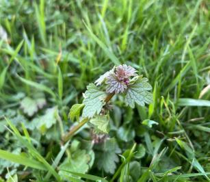 <i>Lamium hybridum</i>
