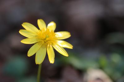 <i>Ficaria verna</i>