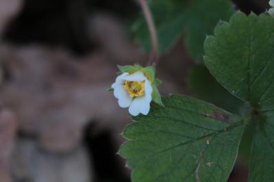 <i>Potentilla sterilis</i>