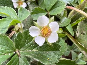 <i>Potentilla sterilis</i>