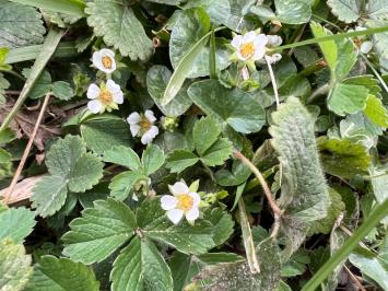 <i>Potentilla sterilis</i>