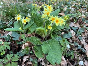 <i>Primula x polyantha</i>