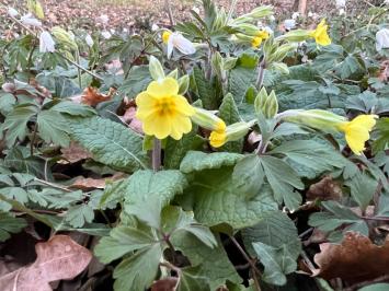 <i>Primula x polyantha</i>