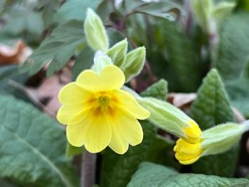 <i>Primula x polyantha</i>