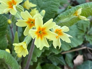 <i>Primula x polyantha</i>