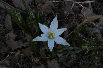 <i>Ornithogalum divergens</i>