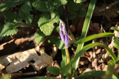 <i>Hyacinthoides non-scripta</i>