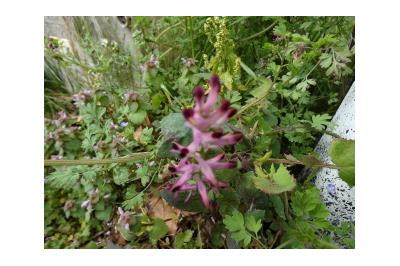 <i>Fumaria bastardii</i>