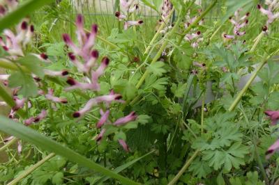 <i>Fumaria bastardii</i>