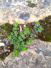 <i>Galium murale</i>