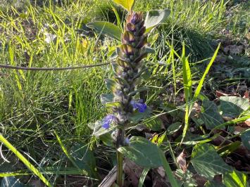 <i>Ajuga reptans</i>