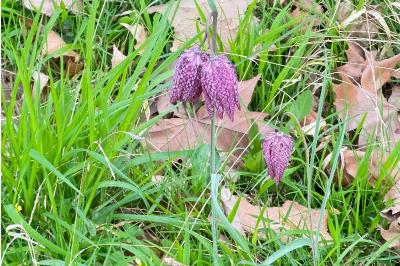 <i>Fritillaria meleagris</i>